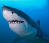 Great White Shark